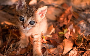 brown tabby kitten on dried leaves